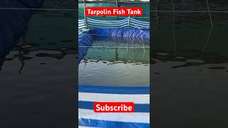 Fish Farming ytshorts viralshorts fishtank [upl. by Adnohsor390]