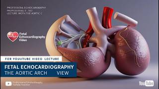 Fetal Echocardiography Aortic Arch View [upl. by Lenni]