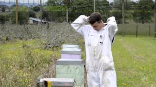 AFB elimination 9  Collecting cell and bee samples [upl. by Aziul648]