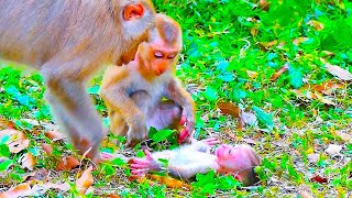 Oh My God Pity poor Baby Whats happened to Jovi Baby monkey [upl. by Rol]