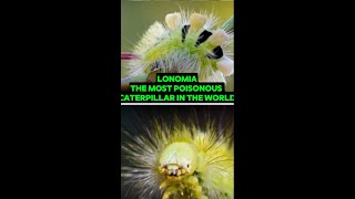 Lonomia The Most Poisonous Caterpillar in The World shorts animals nature [upl. by Olaznog]