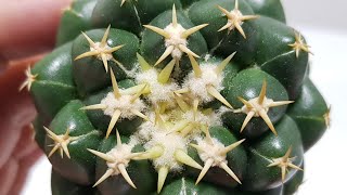 Coryphantha elephantidens cv Titan [upl. by Tattan]