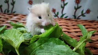 Babies baby baby Hamster Eating Vegetables cute little hamsters [upl. by Erkan811]