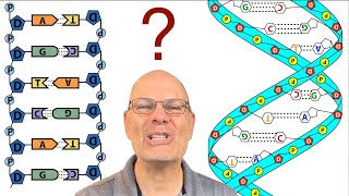 7 Things to Know about DNA structure [upl. by Esinaej]