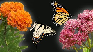 The 2 Best Milkweeds for Your Butterfly Garden [upl. by Tybi763]