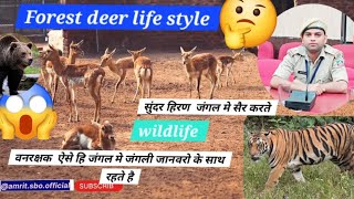 Deer life in forest 😍 subscribe animals love Nature deer viral wildlife youtube video yt [upl. by Clothilde102]