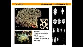 Organismos Cnidarios características generales [upl. by Aillicec]