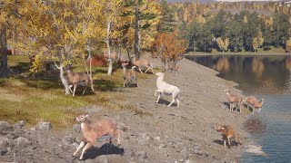 WHITETAIL best HUNT In REVONTULI COAST  theHunter Call Of The Wild whitetailhunt [upl. by Siednarb]