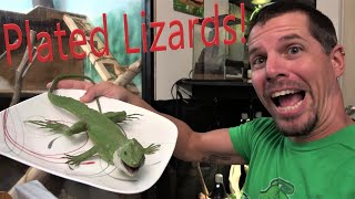 Lets Talk Plated Lizards [upl. by Olra]