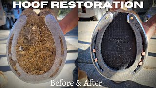 Very Satisfying  Hoof Restoration  Farrier ASMR [upl. by Ynaffit67]