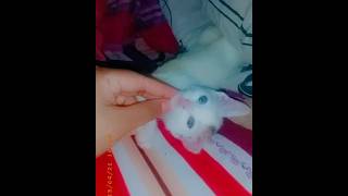 Cat Sounds to Help You Relax  Meows and Purring Compilation 😱😱 catshorts short [upl. by Alleusnoc]