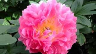 Peony Pink Hawaiian Coral  wwwpeonyshopcom [upl. by Sparky662]