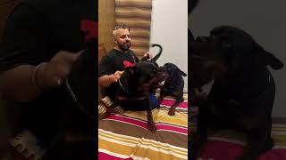 Aggressive Rottweilers Behaviour Trained amp Controlled Rottweiler Are The Best Dogs shorts viral [upl. by Akcinahs771]