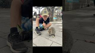 Rottnest Island 🏝️ Too many flies 🪰🦭australia traveling rottnestisland quokka seals nature [upl. by Anikal]