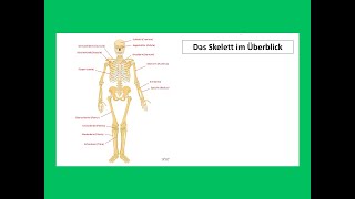 Das Skelett im Überblick  Strahlentherapie Prof Hilke Vorwerk [upl. by Mickie]