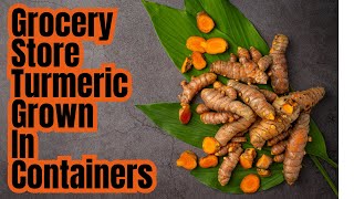 How To Grow Turmeric In Containers  Grocery Store Propagation Step By Step [upl. by Peskoff]