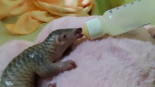 👋Baby pangolin 🍼❤️❤️Feeding poor babies at night 700 pm [upl. by Vezza]