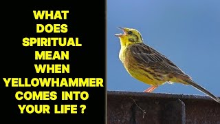 WHAT DOES SPIRITUAL MEAN WHEN YELLOWHAMMER BIRD COMES INTO YOUR LIFE [upl. by Cosette]