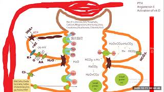 Reabsorption and secretion in proximal convoluted tubule [upl. by Blase155]