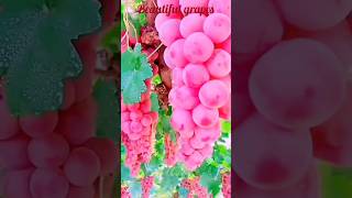 Beautiful grapes  Gerapes  grapeshortsfeedshortstrendingreels [upl. by Ahcmis322]