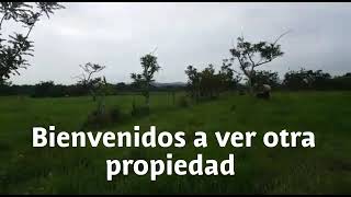 Venta de Finca de 50 Tareas Barata Ganadera y Agrícola en Rep Dominicana cerca de santo Domingo [upl. by Elsilrac896]