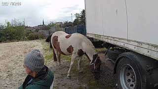 Geflecktes Pony Bildstock 06102024 [upl. by Yssor]