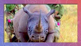 Rhino Repair  Rhino Survives Poaching Attempt [upl. by Ez]