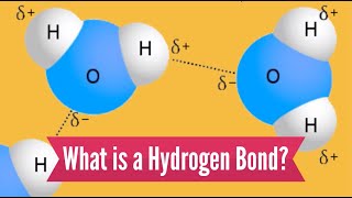 What is a Hydrogen Bond [upl. by Triny]