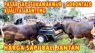 Kualitas Banteng  Harga Sapi Bali Jantan Super di Pasar Sapi Sukamakmur Gorontalo [upl. by Anaehs680]