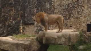 Rugido del León Zoológico de Cali [upl. by Wivinah]