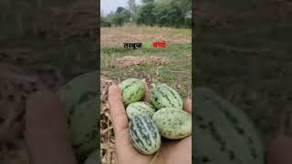 funny barkheda september2018 farming [upl. by Hayouqes]