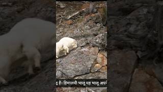 Top 10 facts abhout Himalayan wildlifequotNatureFactsAnimalFactsHimalayasNatureLoversDiscove [upl. by Troth]