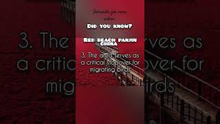 AMAZING FACTS ABOUT RED BEACH PANJIN CHINA travel tourism [upl. by Millar]