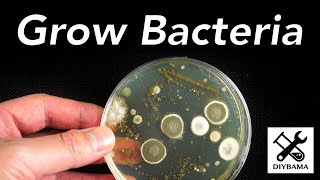 How to Grow Bacteria [upl. by Eiba]