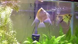 Whats wrong with my fish swim bladder problems [upl. by Lahsiv]