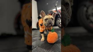 Dukes Halloween Chaos at Work  shopdog frenchielife frenchies detailingworld bulldog [upl. by Ordnagela]