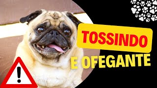 Cachorro Tossindo e Ofegante Saiba O Que Significa [upl. by Thekla]