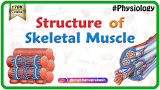 Structure of a skeletal muscle  Muscle Physiology Animations  USMLE videos [upl. by Yetnom220]