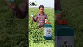 Guntur chilli farmer explaining his opinion about AGFORT and AGROGAIN [upl. by Anairam]