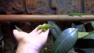 Phelsuma Grandis Madagascar Giant Day Gecko [upl. by Nina]