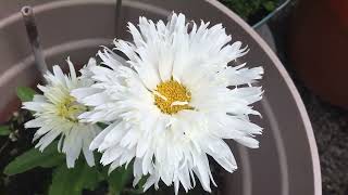 Hybrid Double Shasta Daisy  Leucanthemum x superbum ‘Diener’s Exhibition Double’ Shasta daisy 1 🤍💛🤍 [upl. by Fusco]