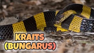 Conoce al Krait Las Serpientes del Género Bungarus [upl. by Arral]