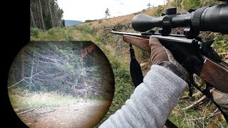 Blacktail Deer Hunting 2024  Early Season Vancouver Island [upl. by Poul]