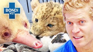 What is THAT 😳 Not Your Average Patient  Bondi Vet Compilations  Bondi Vet [upl. by Lezley]