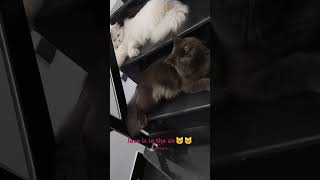 Smokey and Cersei started liking each other 🐱😘 cutecat trendingvideo youtubevideo love [upl. by Sitruc518]