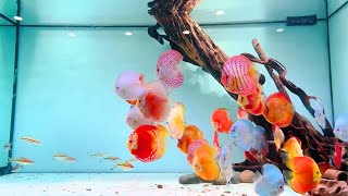 Top 6 Most Beautiful Discus Fish Tank Setup  Gorgeous Discus Aquarium [upl. by Animaj]