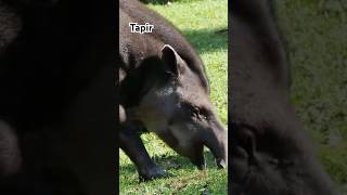 Tapirs Secret Nighttime Feeding Spree Caught on Camera [upl. by Rehpoitsirhc]