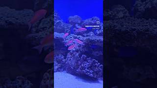 ADDING AMAZING ANTHIAS TO A MARINE AQUARIUM Marinetank aquatics aquarium saltwater fish [upl. by Woodley784]