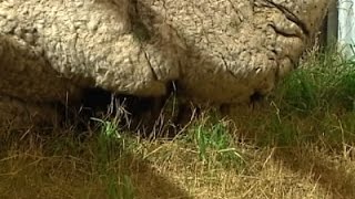 Lost Overgrown Sheep Shorn for First Time [upl. by Burck]