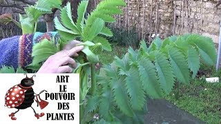 Tuto jardinagecomment faire la taille et entretien du mélianthus majormélianthusPlante vivace [upl. by Kristine]